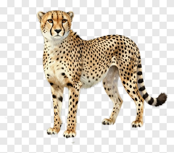 Realistic Cheetah Standing PNG