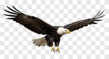 Bald Eagle In Flight PNG