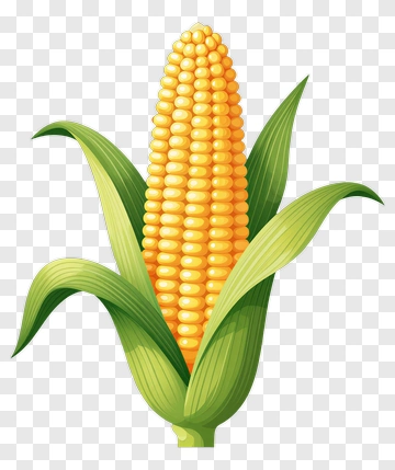Corn On The Cob PNG
