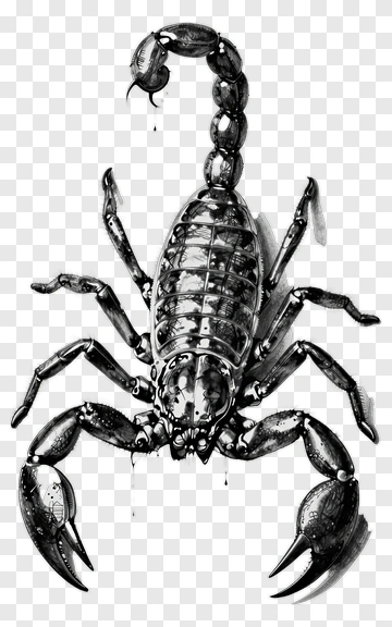 Illustration Of A Black Scorpion PNG