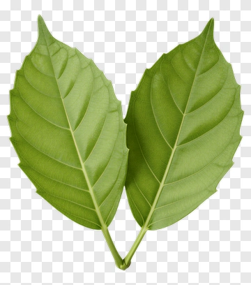 Green Leaves PNG