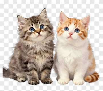 Cute Kittens Sitting Together PNG
