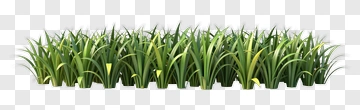 Realistic Grass Patch PNG