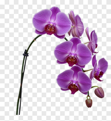 Purple Orchid Flower PNG