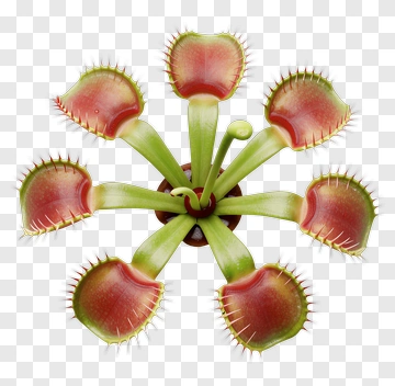 Venus Flytrap Plant With Multiple Traps PNG