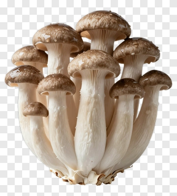 Cluster Of Brown Mushrooms PNG