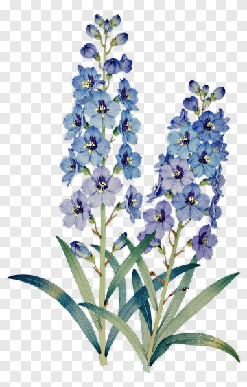 Blue Delphinium Flowers PNG
