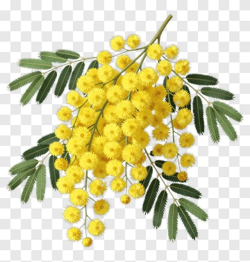 Mimosa Branch With Yellow Flowers PNG