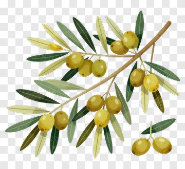 Olive Branch With Green Olives PNG