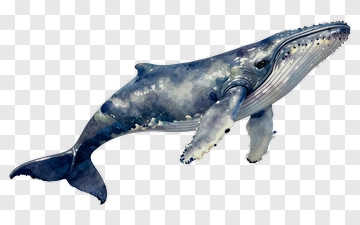 Watercolor Humpback Whale PNG