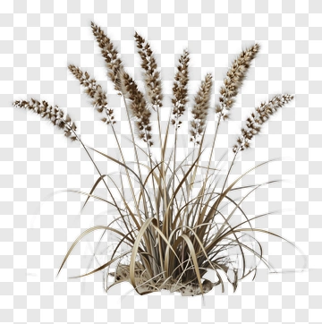 Natural Grass Plant PNG