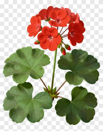 Red Geranium Flower PNG