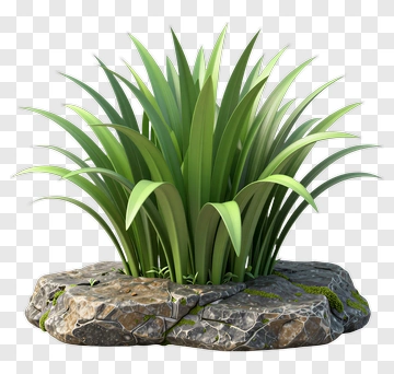 3D Grass Plant On Rock Base PNG