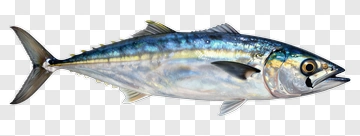 Realistic Fish With Shiny Scales PNG
