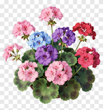 Colorful Flower Bouquet PNG