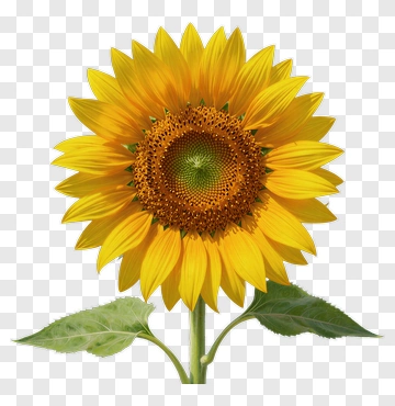 Sunflower With Green Leaves PNG