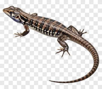 Lizard With Striped Pattern PNG