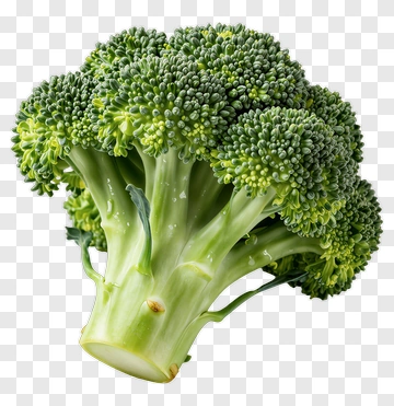 Fresh Broccoli PNG
