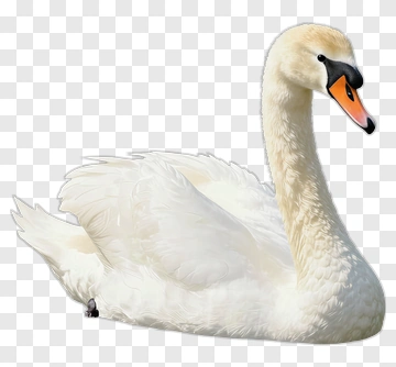 White Swan PNG