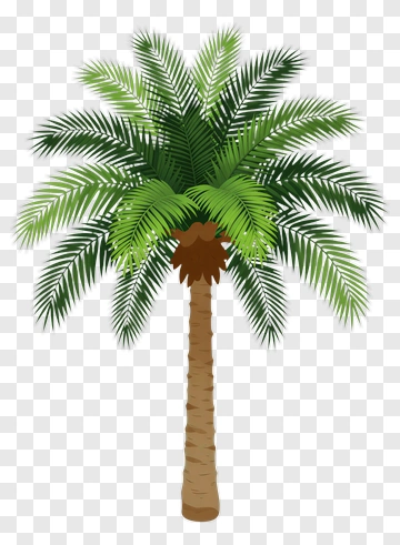 Palm Tree PNG