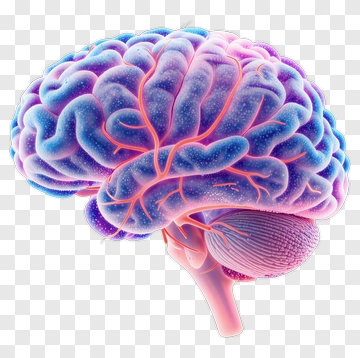 Colorful Brain Illustration PNG