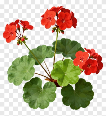 Red Geranium Plant PNG