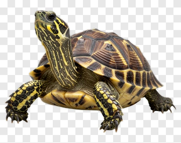 Turtle With Distinctive Shell Pattern PNG