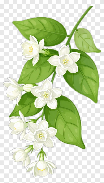 White Jasmine Flower With Green Leaves PNG
