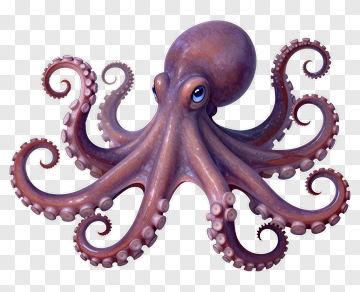 Cartoon Octopus PNG
