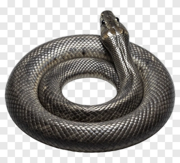 Realistic Snake Coiled In A Circular Position PNG