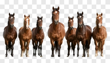 Group Of Horses Standing Together PNG