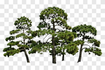 Pine Trees In A Natural Setting PNG