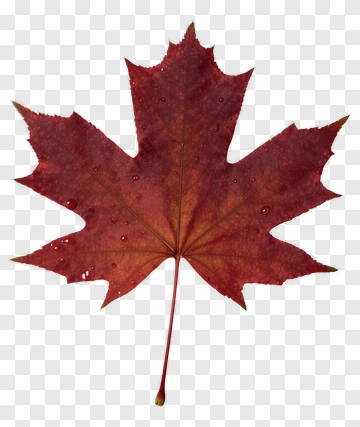 Red Maple Leaf PNG