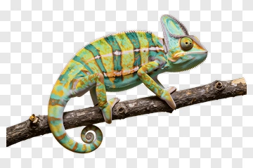 Colorful Chameleon On A Branch PNG