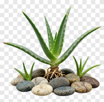 Aloe Vera Plant Surrounded By Stones PNG