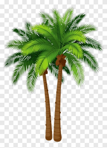 Palm Trees PNG