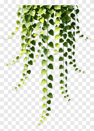 Hanging Pothos Plant PNG