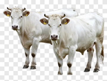 Two White Cows PNG