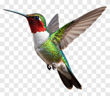 Colorful Hummingbird In Flight PNG