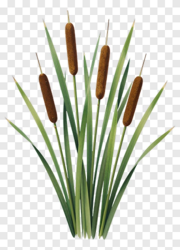 Cattails With Green Leaves PNG