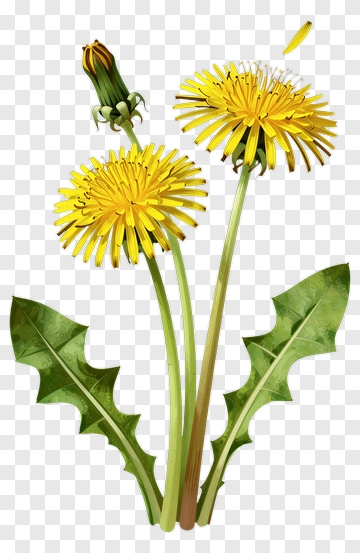 Dandelion Flower With Yellow Blooms PNG