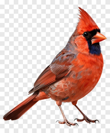 Red Cardinal Bird PNG