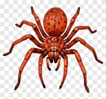 Realistic Spider With Brown And Orange Patterns PNG
