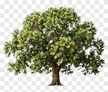 Realistic Green Tree PNG