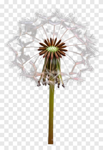 Dandelion Flower With Seed Head PNG