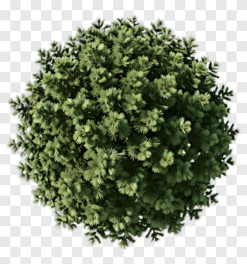 Green Tree PNG
