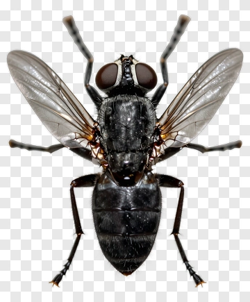 Close-Up Of A Black Fly PNG