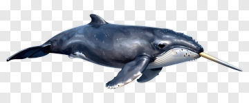 Narwhal Swimming In Ocean PNG