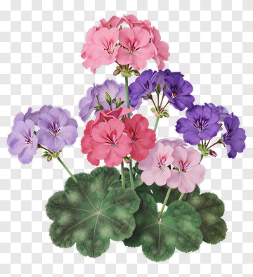 Colorful Flower Bouquet PNG