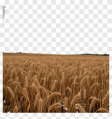 Golden Wheat Field PNG